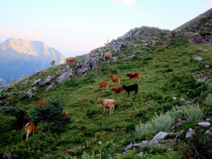 Στο βουνό αυτό ζούν επίσης αγριόχοιροι, λύκοι, αλεπούδες, κουνάβια, ασβοί, λαγοί και διάφορα είδη ερπετών.